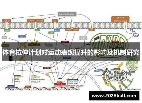 体育拉伸计划对运动表现提升的影响及机制研究