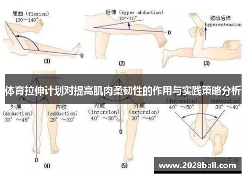 体育拉伸计划对提高肌肉柔韧性的作用与实践策略分析
